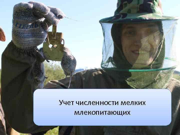 Учет численности мелких млекопитающих 