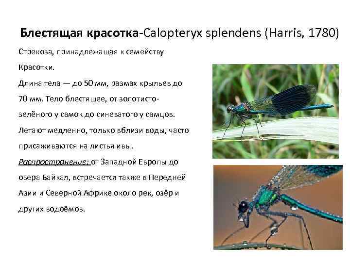 Блестящая красотка-Calopteryx splendens (Harris, 1780) Стрекоза, принадлежащая к семейству Красотки. Длина тела — до