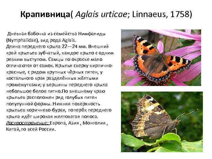 Крапивница( Aglais urticae; Linnaeus, 1758) Дневная бабочка из семейства Нимфалиды (Nymphalidae), вид рода Aglais.