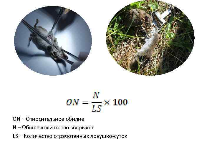 ON – Относительное обилие N – Общее количество зверьков LS – Количество отработанных ловушко-суток