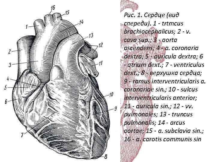 Анатомия сердце 6. Сосуды сердца спереди анатомия. Наружное строение сердца анатомия. Внешнее строение сердца вид спереди. Сердце вид спереди анатомия.