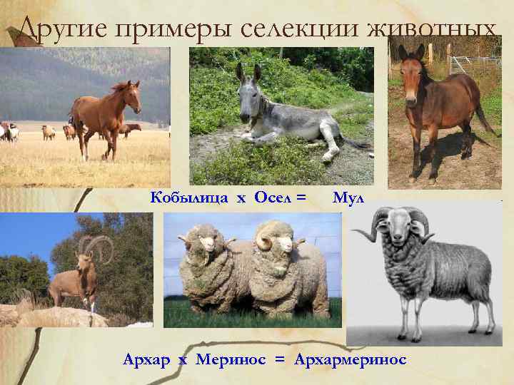 Другие примеры селекции животных Кобылица х Осел = Мул Архар х Меринос = Архармеринос