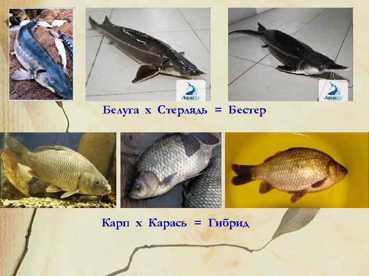 Белуга х Стерлядь = Бестер Карп х Карась = Гибрид 