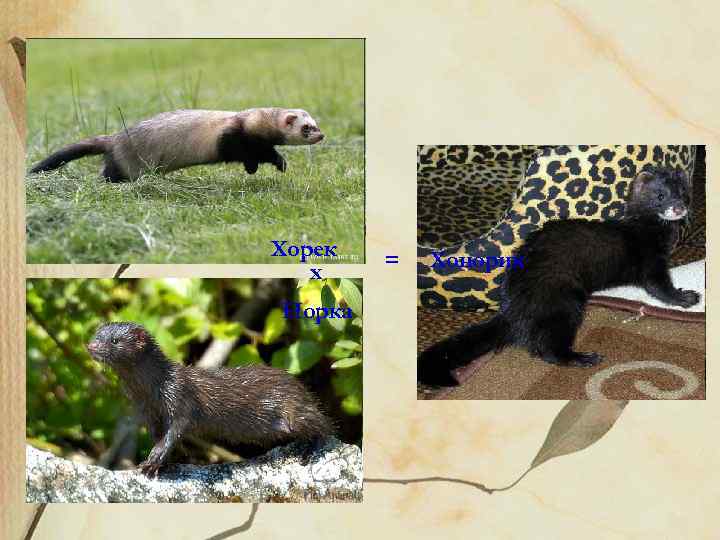 Хорек х Норка = Хонорик 