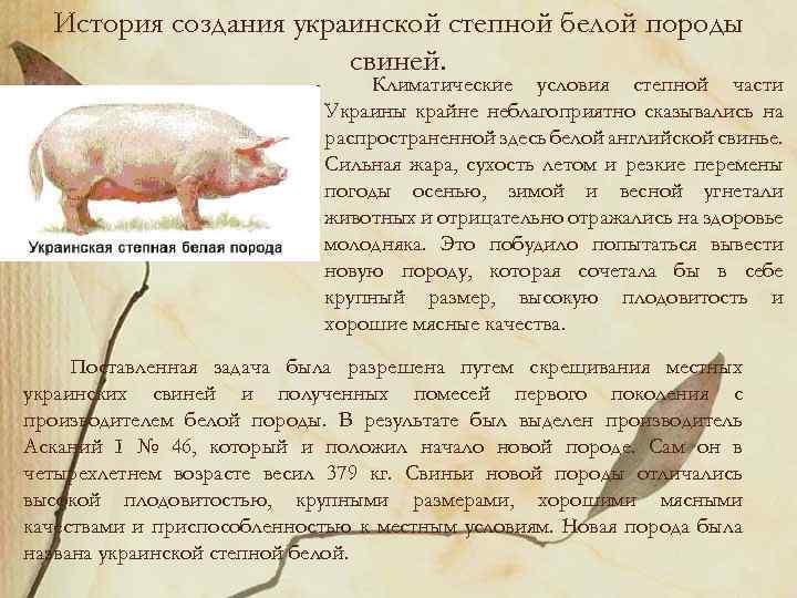 История создания украинской степной белой породы свиней. Климатические условия степной части Украины крайне неблагоприятно
