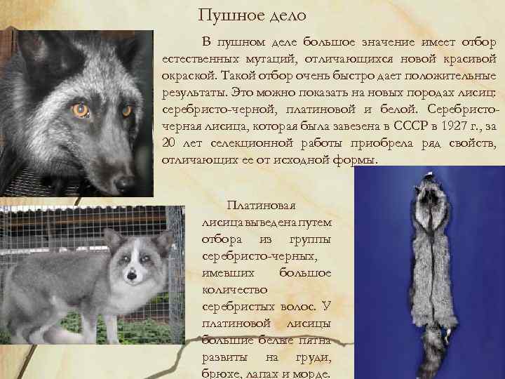 Пушное дело В пушном деле большое значение имеет отбор естественных мутаций, отличающихся новой красивой