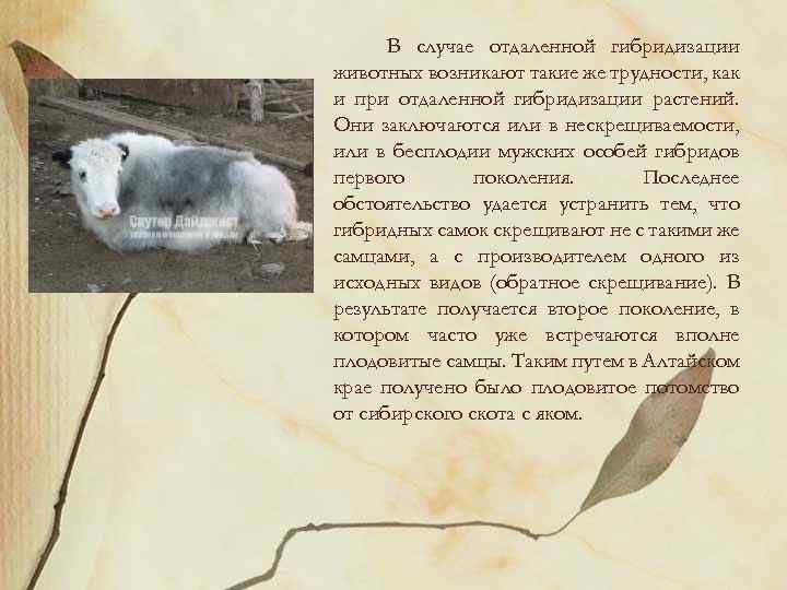 В случае отдаленной гибридизации животных возникают такие же трудности, как и при отдаленной гибридизации