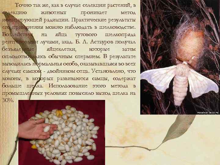 Точно так же, как в случае селекции растений, в селекцию животных проникает метод ионизирующей