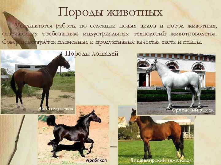 Породы животных Усиливаются работы по селекции новых видов и пород животных, отвечающих требованиям индустриальных