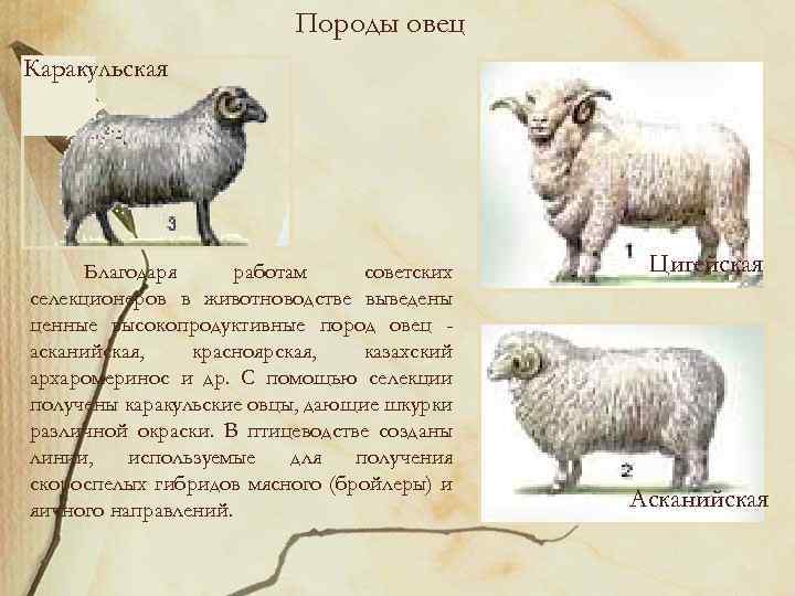 Породы овец Каракульская Благодаря работам советских селекционеров в животноводстве выведены ценные высокопродуктивные пород овец