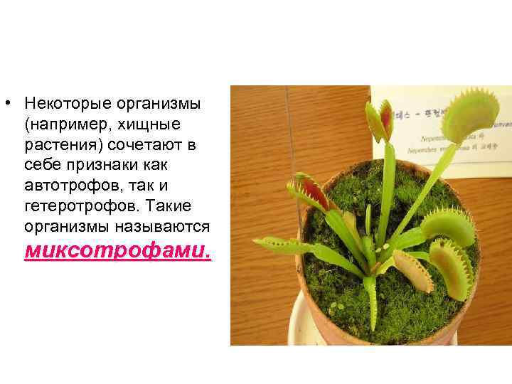  • Некоторые организмы (например, хищные растения) сочетают в себе признаки как автотрофов, так