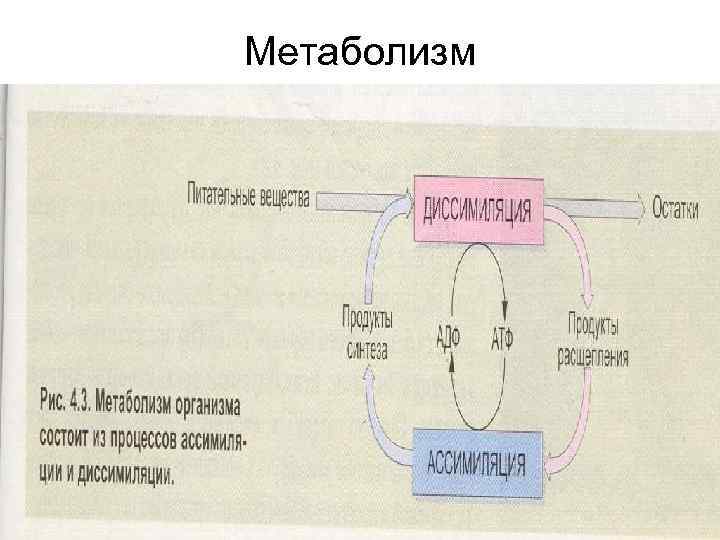 Метаболизм 