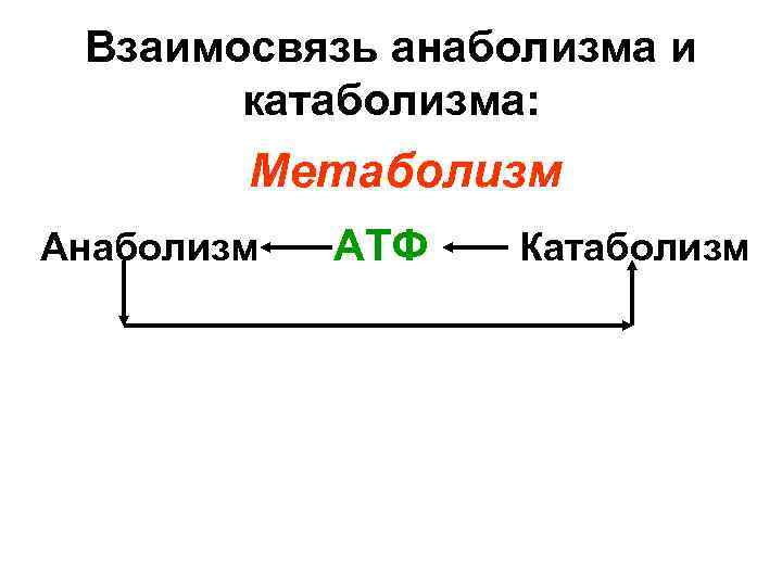 Взаимосвязь анаболизма и катаболизма: Метаболизм Анаболизм Катаболизм АТФ 
