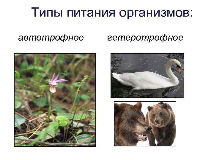  Типы питания организмов: автотрофное гетеротрофное 