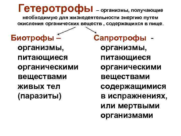 Гетеротрофы – организмы, получающие необходимую для жизнедеятельности энергию путем окисления органических веществ , содержащихся