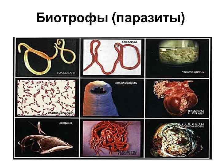 Биотрофы (паразиты) 