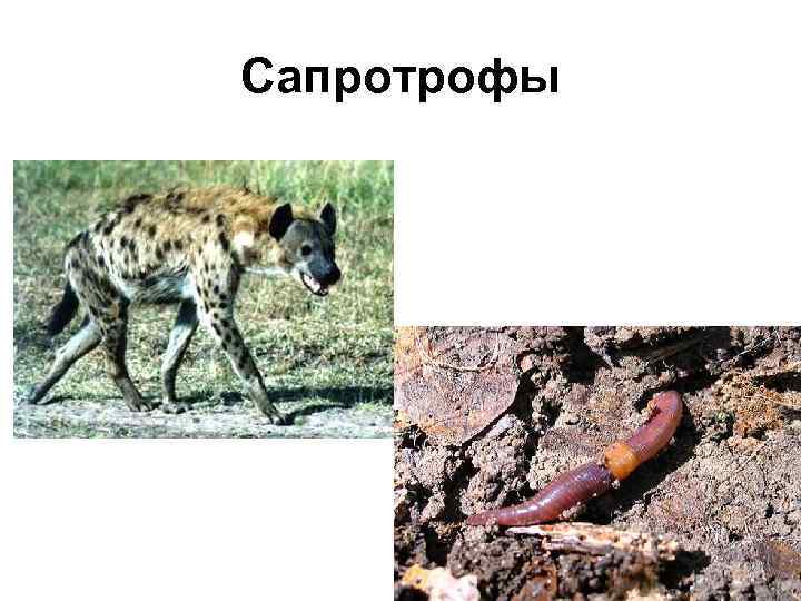 Сапротрофы 
