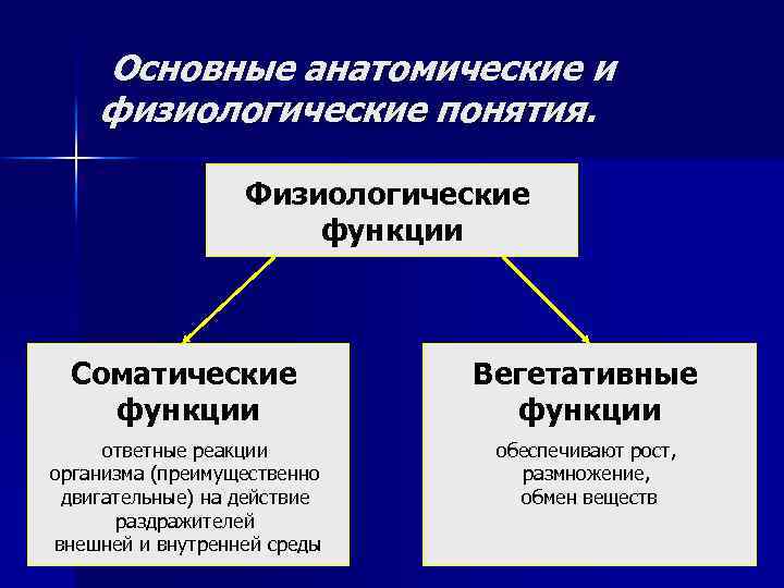 Основные анатомические и физиологические понятия. Физиологические функции Соматические функции Вегетативные функции ответные реакции организма