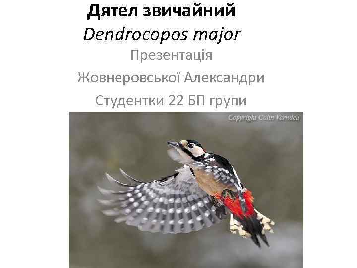 Дятел звичайний Dendrocopos major Презентація Жовнеровської Александри Студентки 22 БП групи 