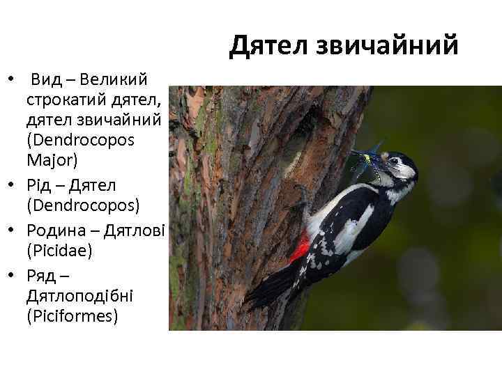 Дятел звичайний • Вид – Великий строкатий дятел, дятел звичайний (Dendrocopos Major) • Рід