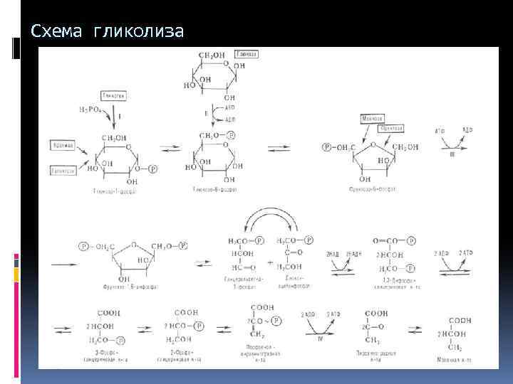 Схема гликолиза 
