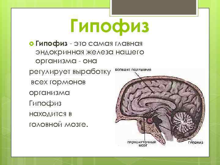 Функции отделов головного мозга гипофиз.
