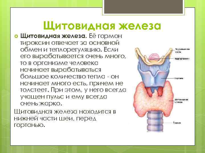 Щитовидная железа. Её гормон тироксин отвечает за основной обмен и теплорегуляцию. Если его вырабатывается