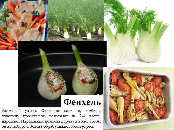 Фенхель Аптечный укроп. Отделяют корешки, стебель, луковицу промывают, разрезают на 2 4 части, нарезают.