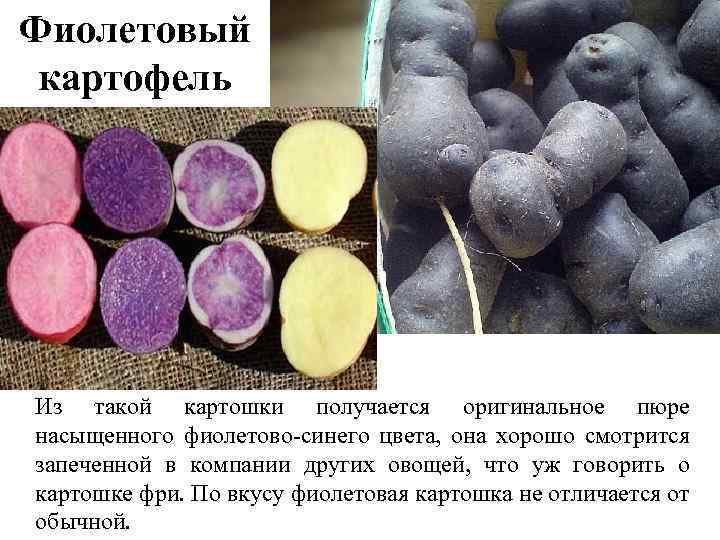 Фиолетовый картофель Из такой картошки получается оригинальное пюре насыщенного фиолетово синего цвета, она хорошо