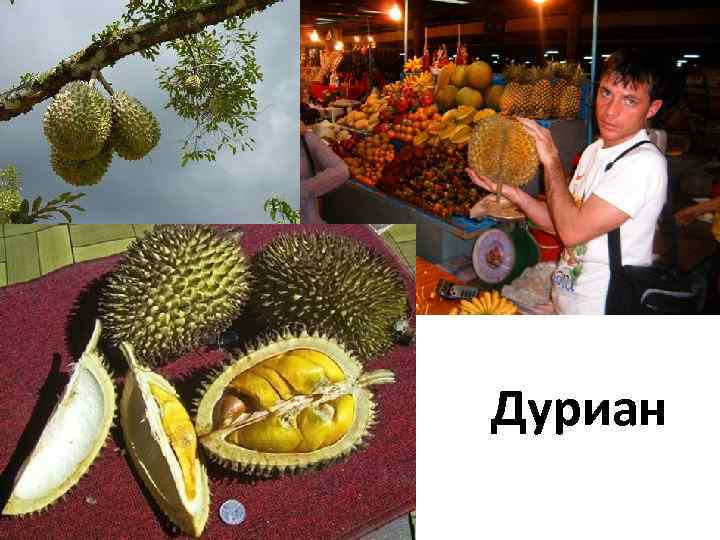 Дуриан 