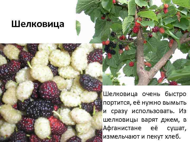 Шелковица очень быстро портится, её нужно вымыть и сразу использовать. Из шелковицы варят джем,