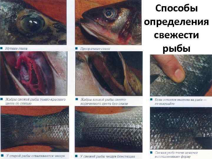 Определить что за рыба по фотографии