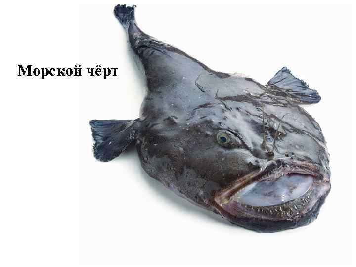 Морской чёрт 