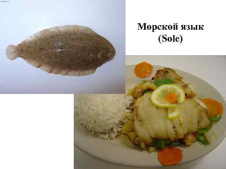 Морской язык (Sole) 