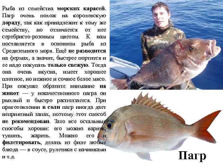 Рыба из семейства морских карасей. Пагр очень похож на королевскую дораду, так как принадлежит