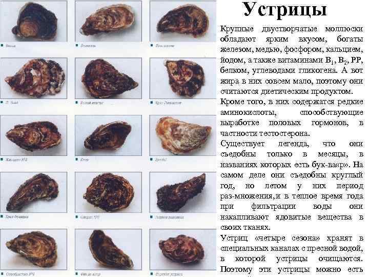Устрицы Крупные двустворчатые моллюски обладают ярким вкусом, богаты железом, медью, фосфором, кальцием, йодом, а