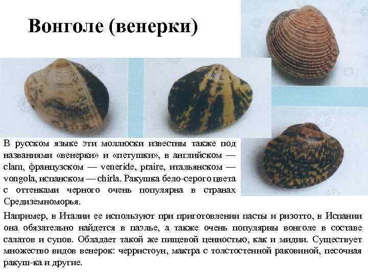 Вонголе (венерки) В русском языке эти моллюски известны также под названиями «венерки» и «петушки»