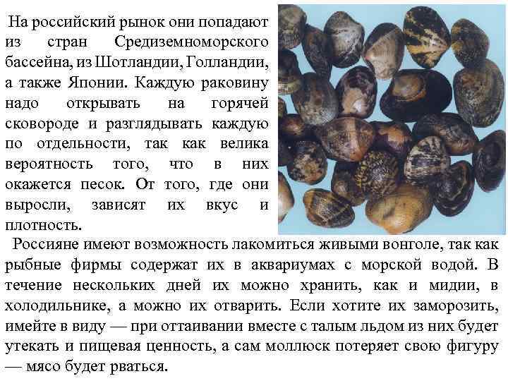  На российский рынок они попадают из стран Средиземноморского бассейна, из Шотландии, Голландии, а