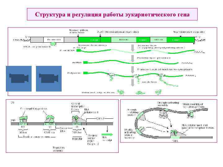 Структура и регуляция работы эукариотического гена 