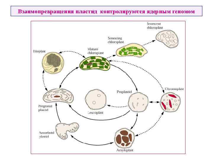 Взаимопревращения пластид контролируются ядерным геномом 