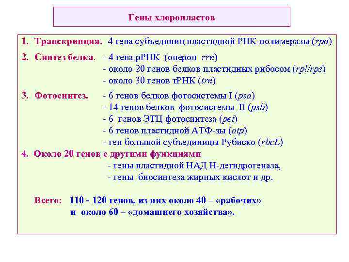 Гены хлоропластов 1. Транскрипция. 4 гена субъединиц пластидной РНК-полимеразы (rpo) 2. Синтез белка. -