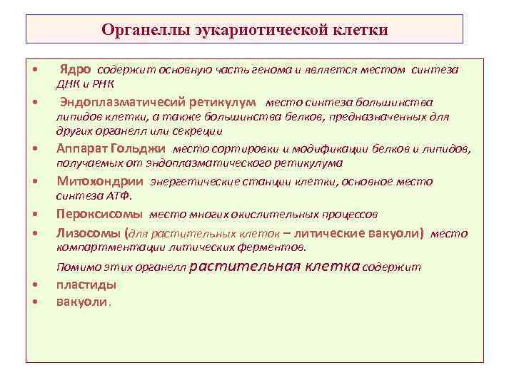 Органеллы эукариотической клетки • • Ядро содержит основную часть генома и является местом синтеза