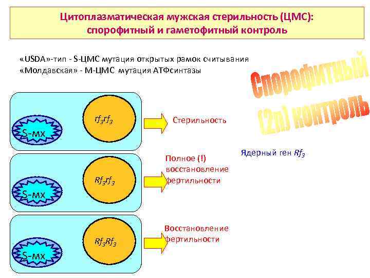 Цитоплазматическая мужская стерильность (ЦМС): спорофитный и гаметофитный контроль «USDA» -тип - S-ЦМС мутация открытых