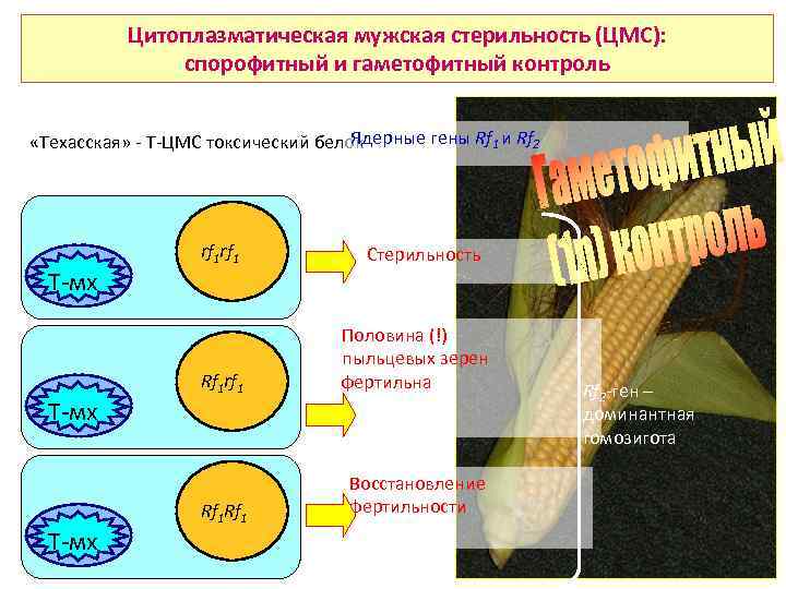 Цитоплазматическая мужская стерильность (ЦМС): спорофитный и гаметофитный контроль Ядерные гены Rf 1 и Rf