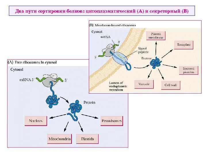 Два пути сортировки белков: цитоплазматический (A) и секреторный (B) 