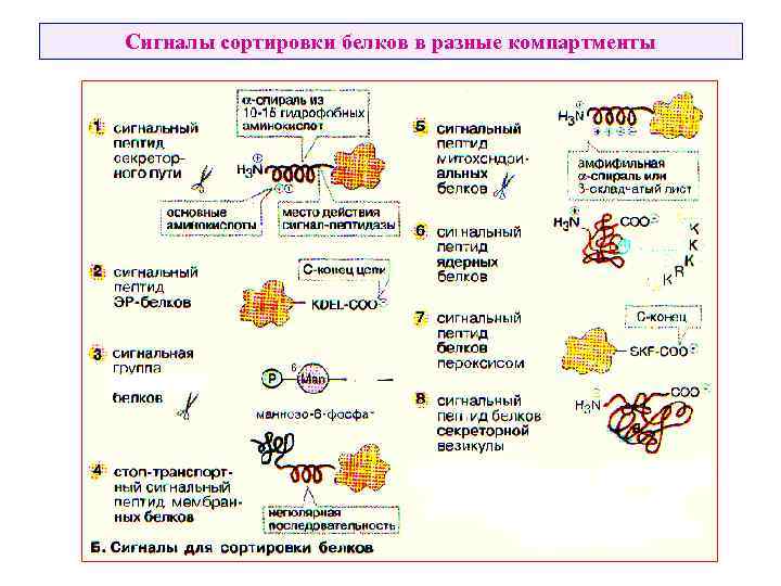 Сигналы сортировки белков в разные компартменты 