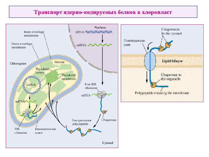 Транспорт ядерно-кодируемых белков в хлоропласт 