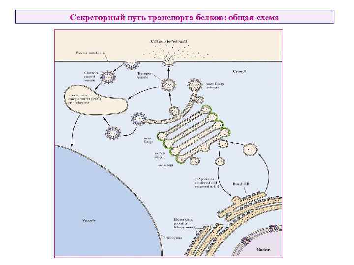 Секреторный путь транспорта белков: общая схема 