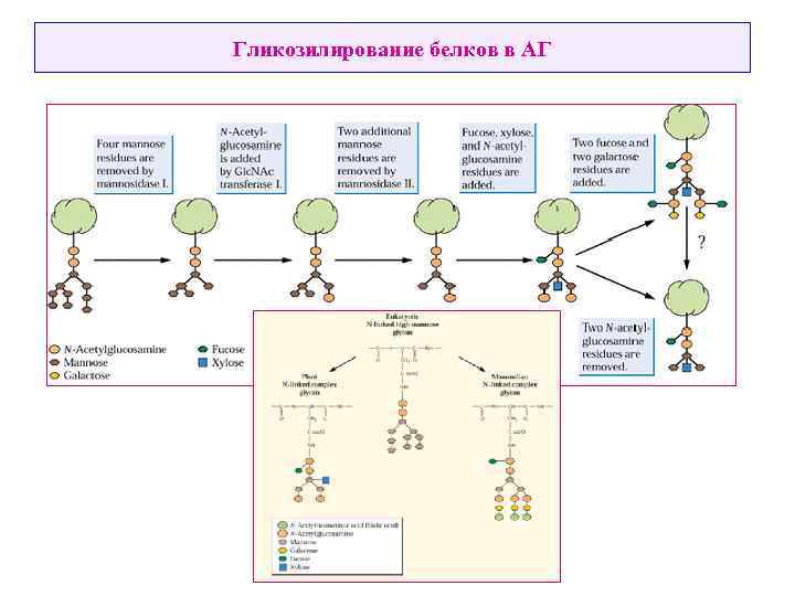 Гликозилирование белков в АГ 