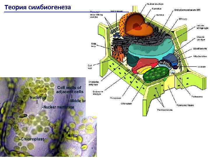 Теория симбиогенеза 